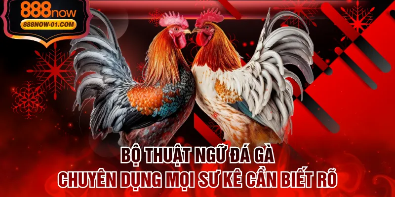 Bộ Thuật Ngữ Đá Gà Chuyên Dụng Mọi Sư Kê Cần Biết Rõ